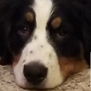 Meet your Posher, Abigail